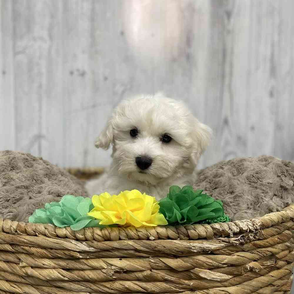Female Cockapoo-Chon Puppy for sale