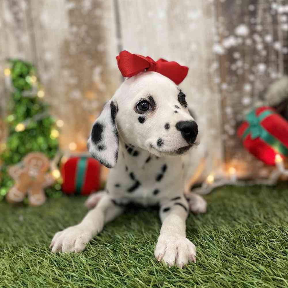 Female Dalmatian Puppy for Sale in Braintree, MA