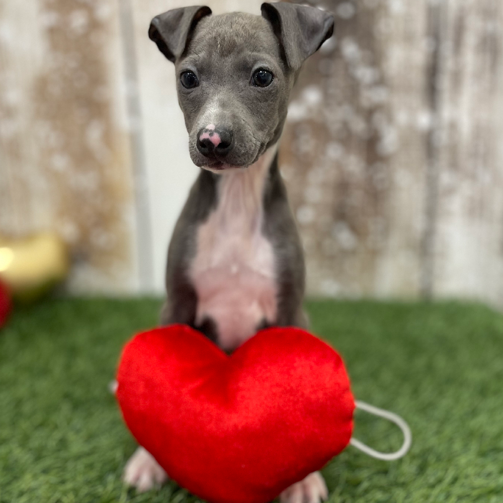 Male Italian Greyhound Puppy for Sale in Braintree, MA