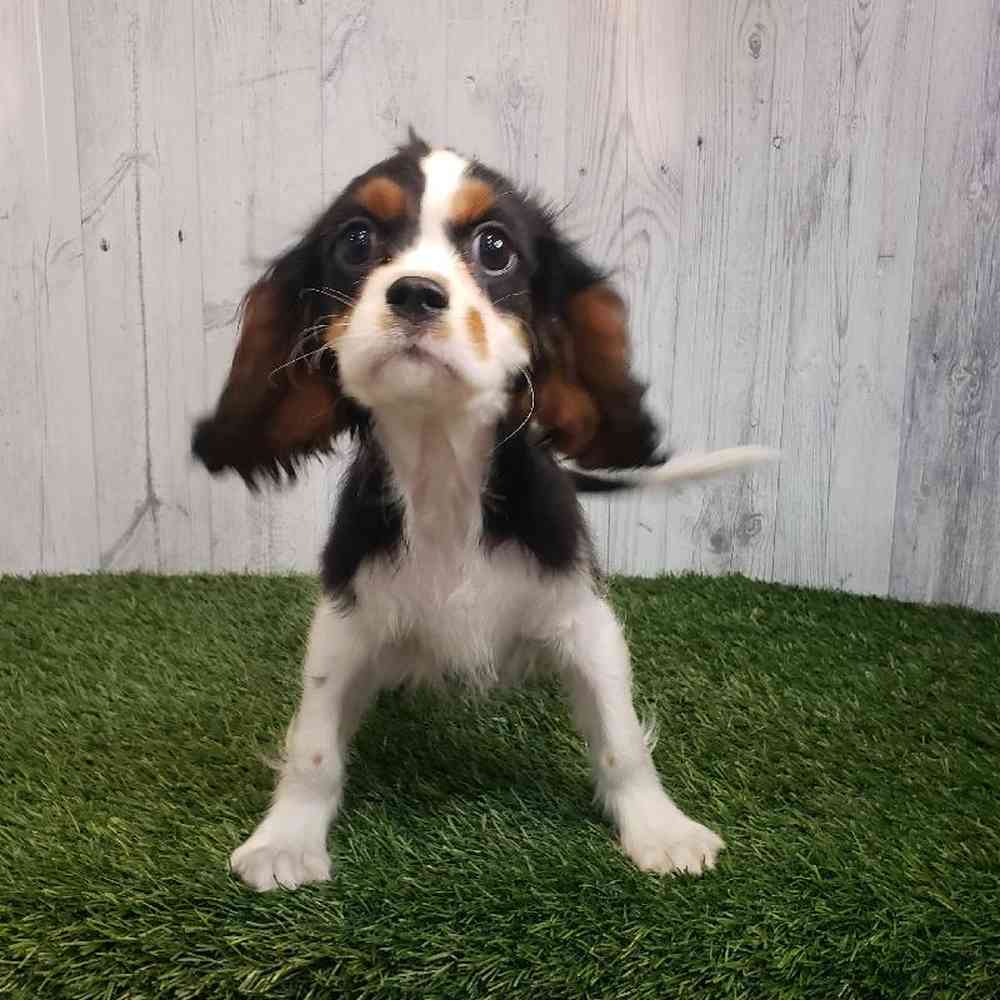 Male Cavalier King Charles Spaniel Puppy for sale