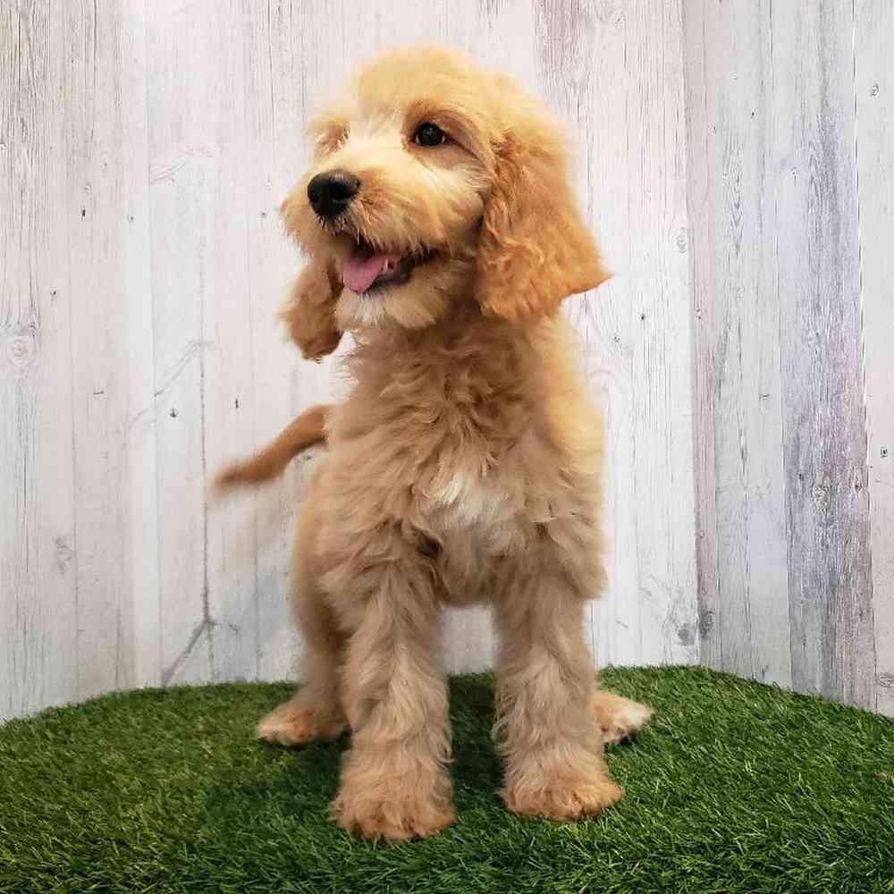 Female Goldendoodle Puppy for sale