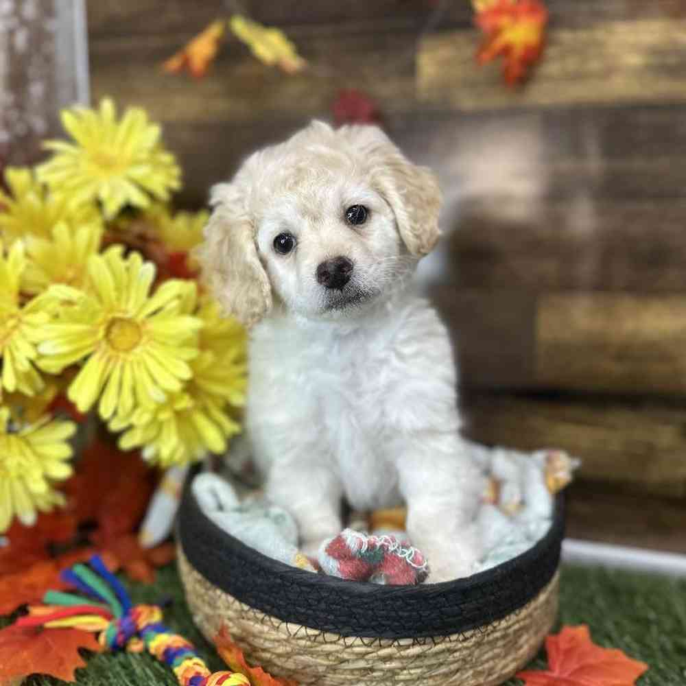Male Cockapoo 2nd Gen Puppy for Sale in Saugus, MA