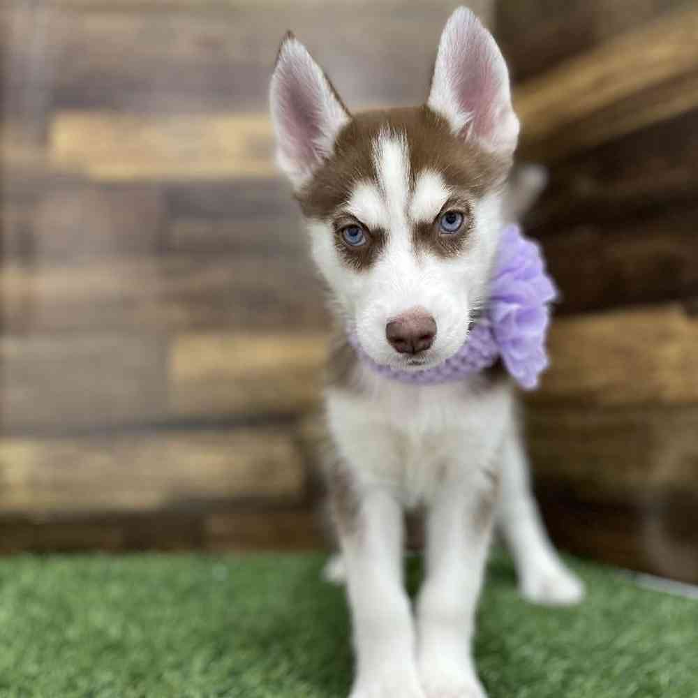 Female Siberian Husky Puppy for Sale in Braintree, MA