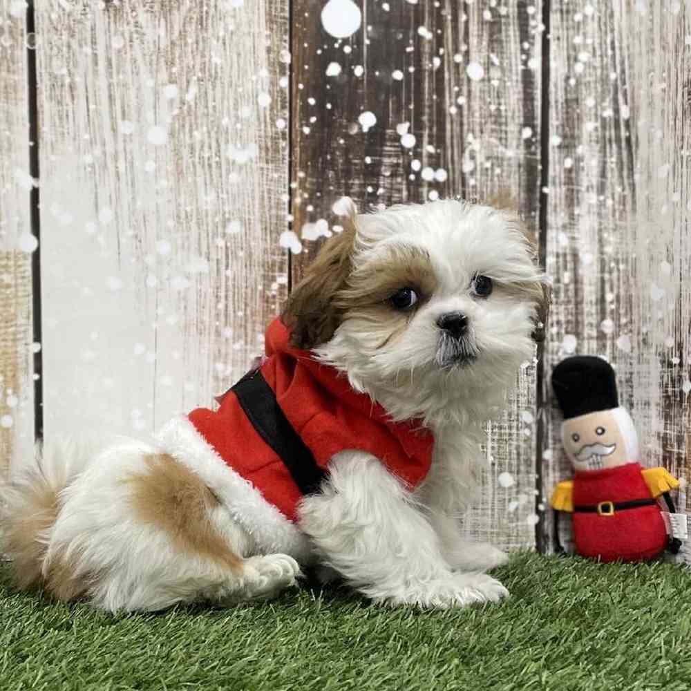 Male Shih Tzu Puppy for Sale in Braintree, MA