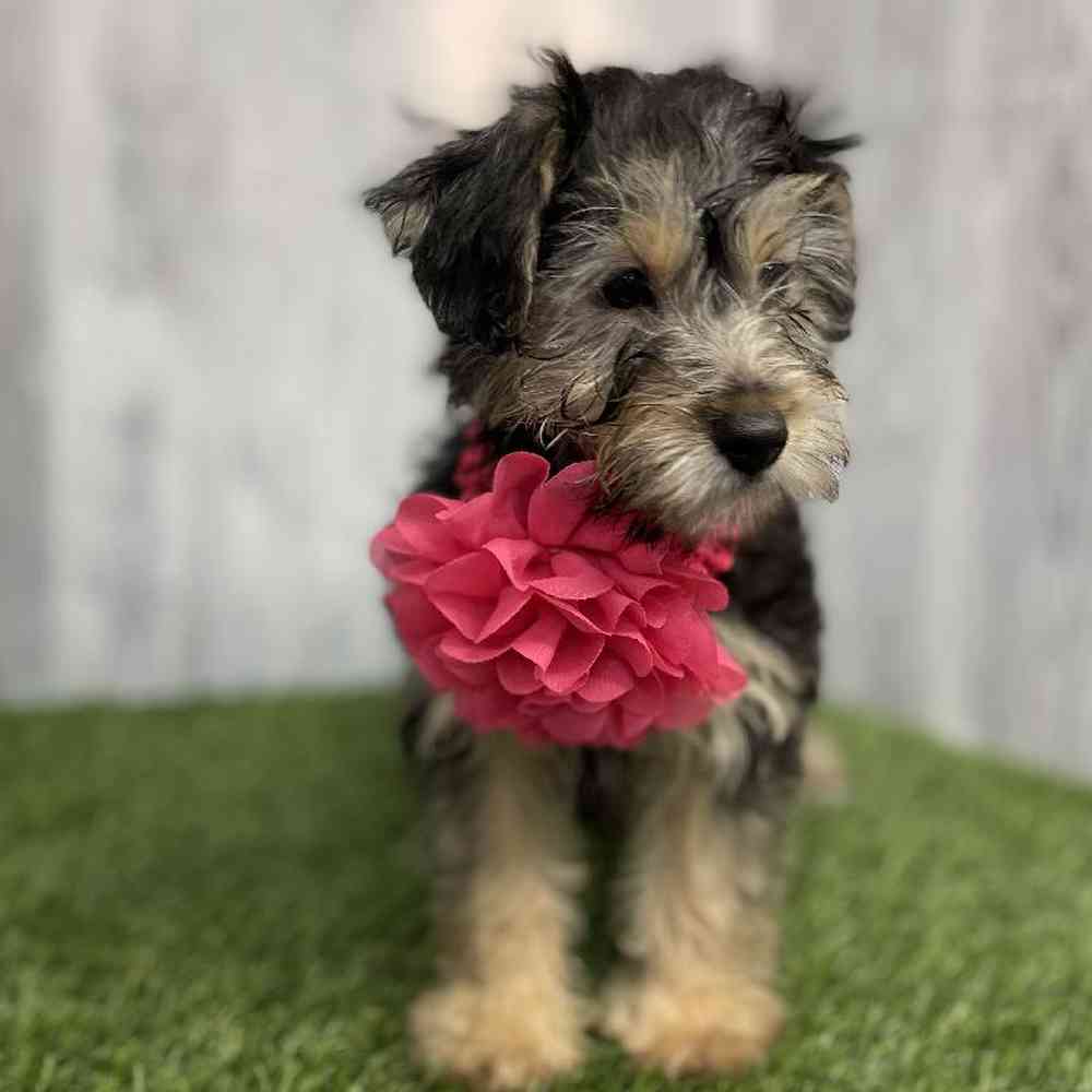 Female YoChon-Poo Puppy for sale