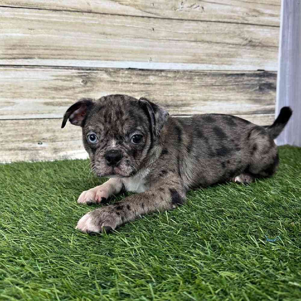 Male Bugg Puppy for Sale in Saugus, MA