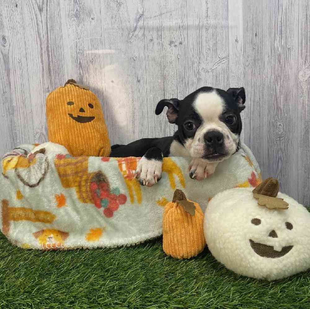Male Boston Terrier Puppy for Sale in Saugus, MA