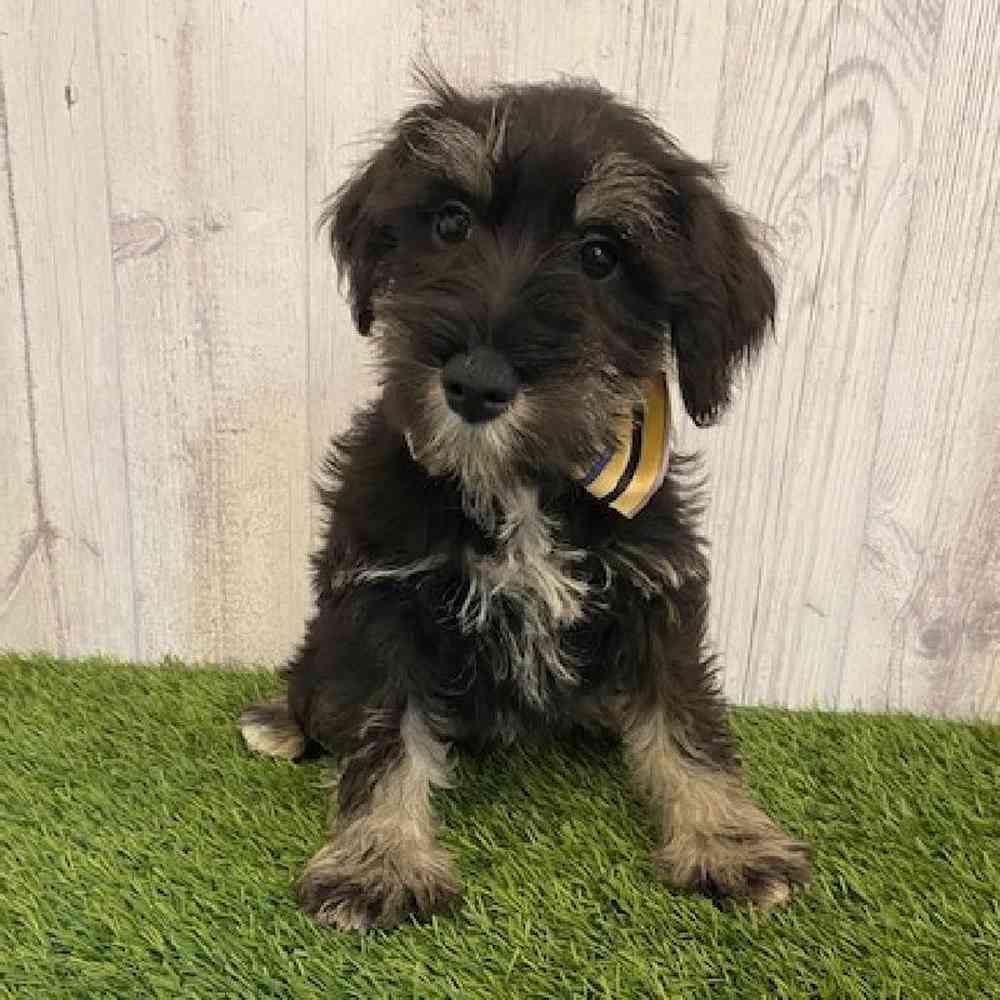 Male Miniature Schnauzer Puppy for sale