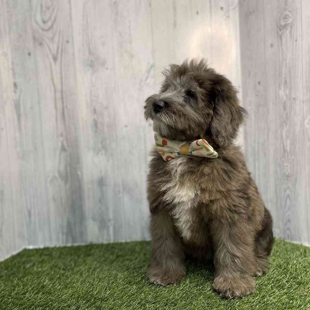 Male Mini Whoodle Puppy for sale