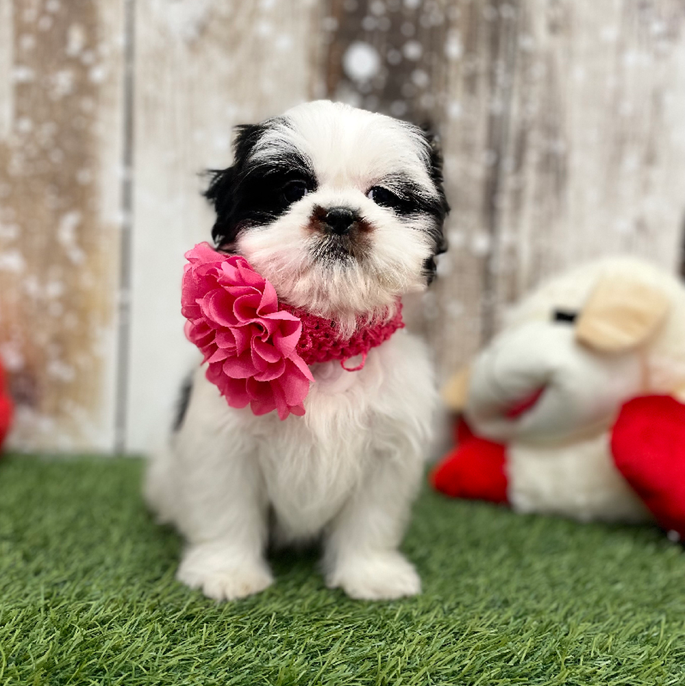 Female Shih Tzu Puppy for Sale in Braintree, MA