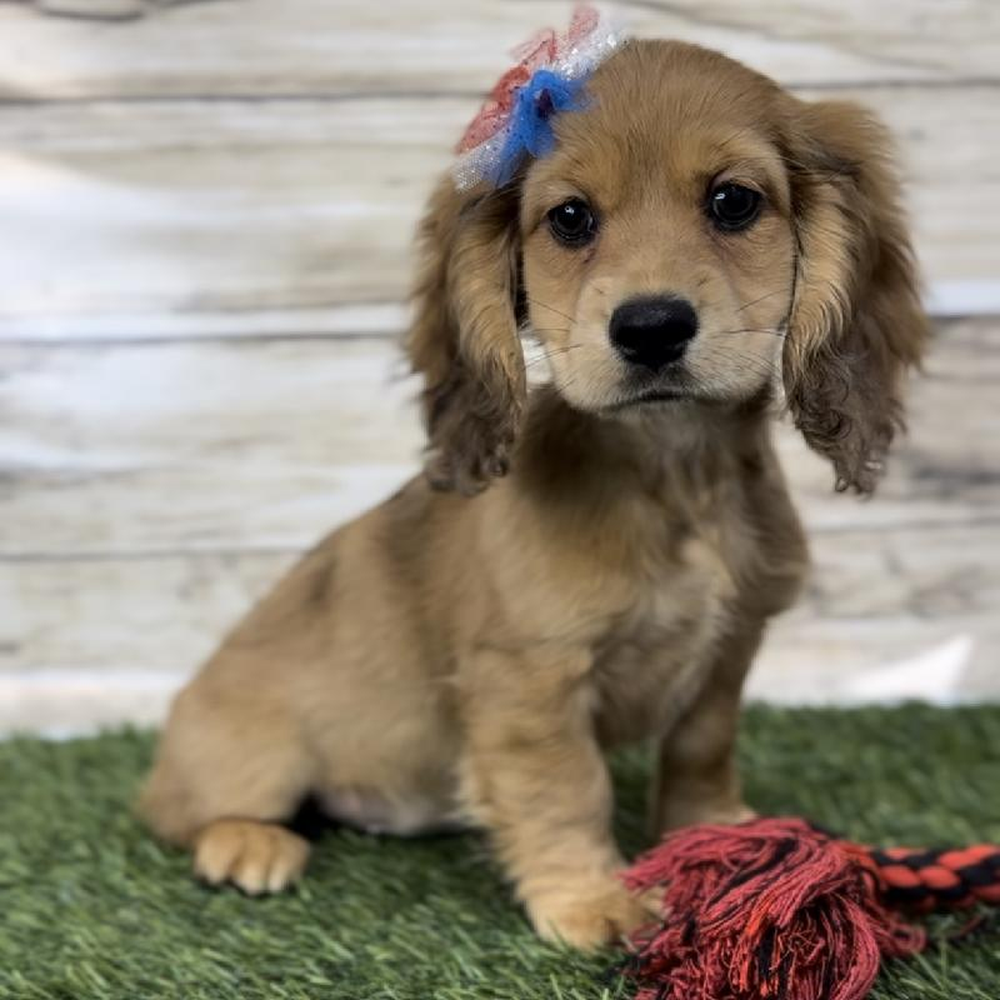 Female Docker Puppy for Sale in Saugus, MA