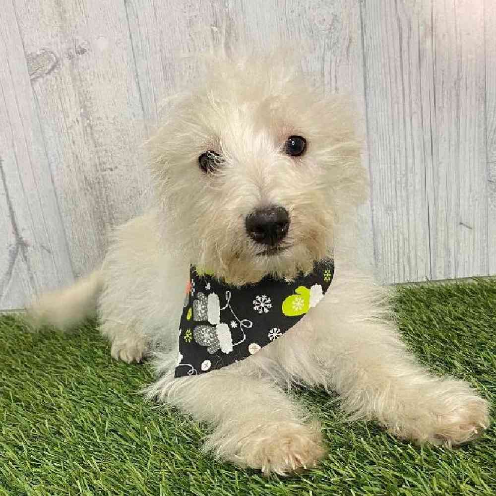 Male Wee-Chon Puppy for sale