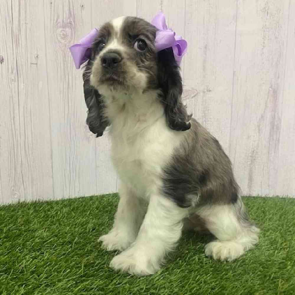 Female Cocker Spaniel Puppy for Sale in Braintree, MA