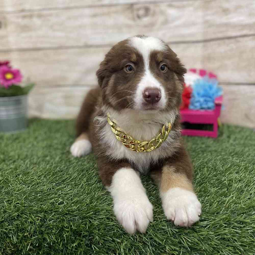 Male Miniature Australian Shepherd Puppy for Sale in Braintree, MA