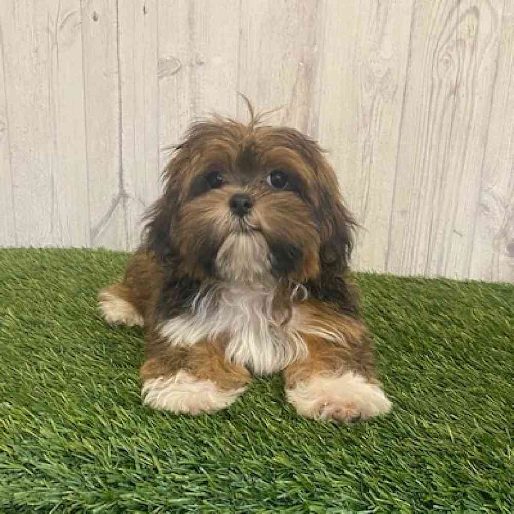 Male Lhasa Apso Puppy for sale