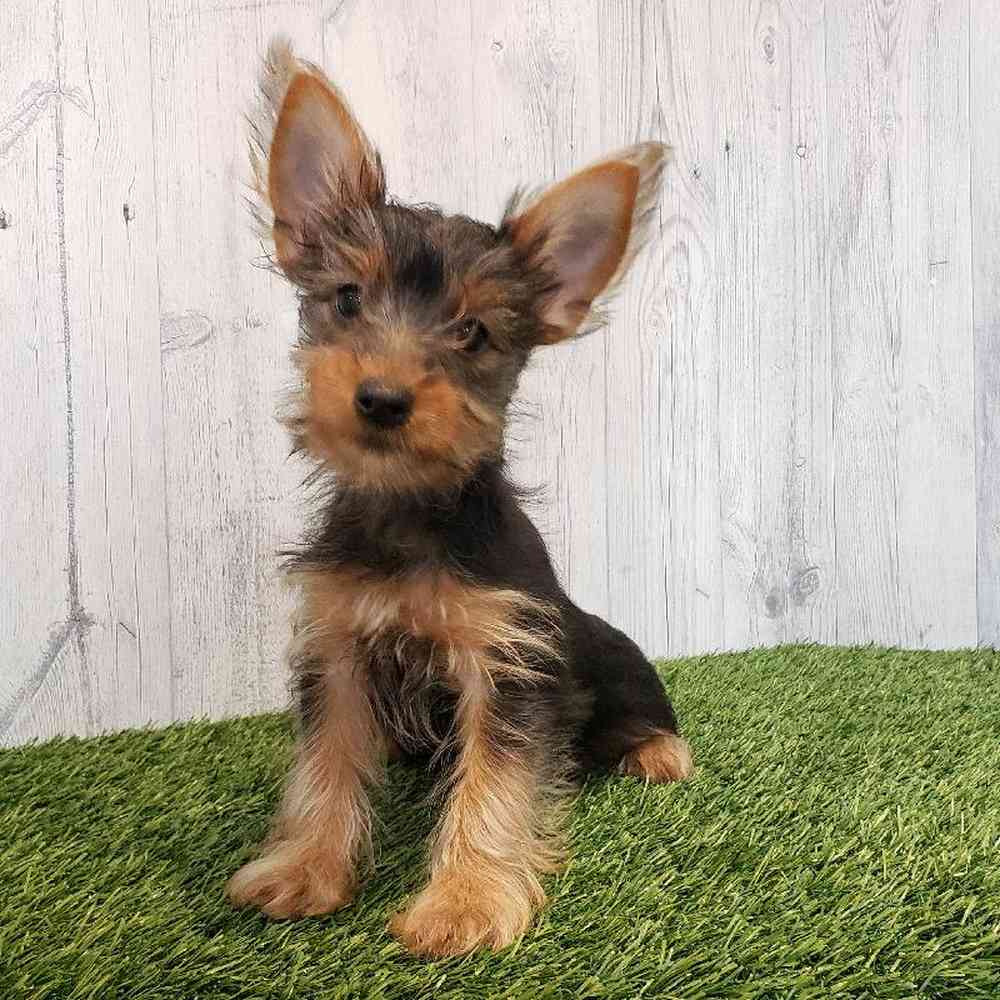 Male Yorkshire Terrier Puppy for sale