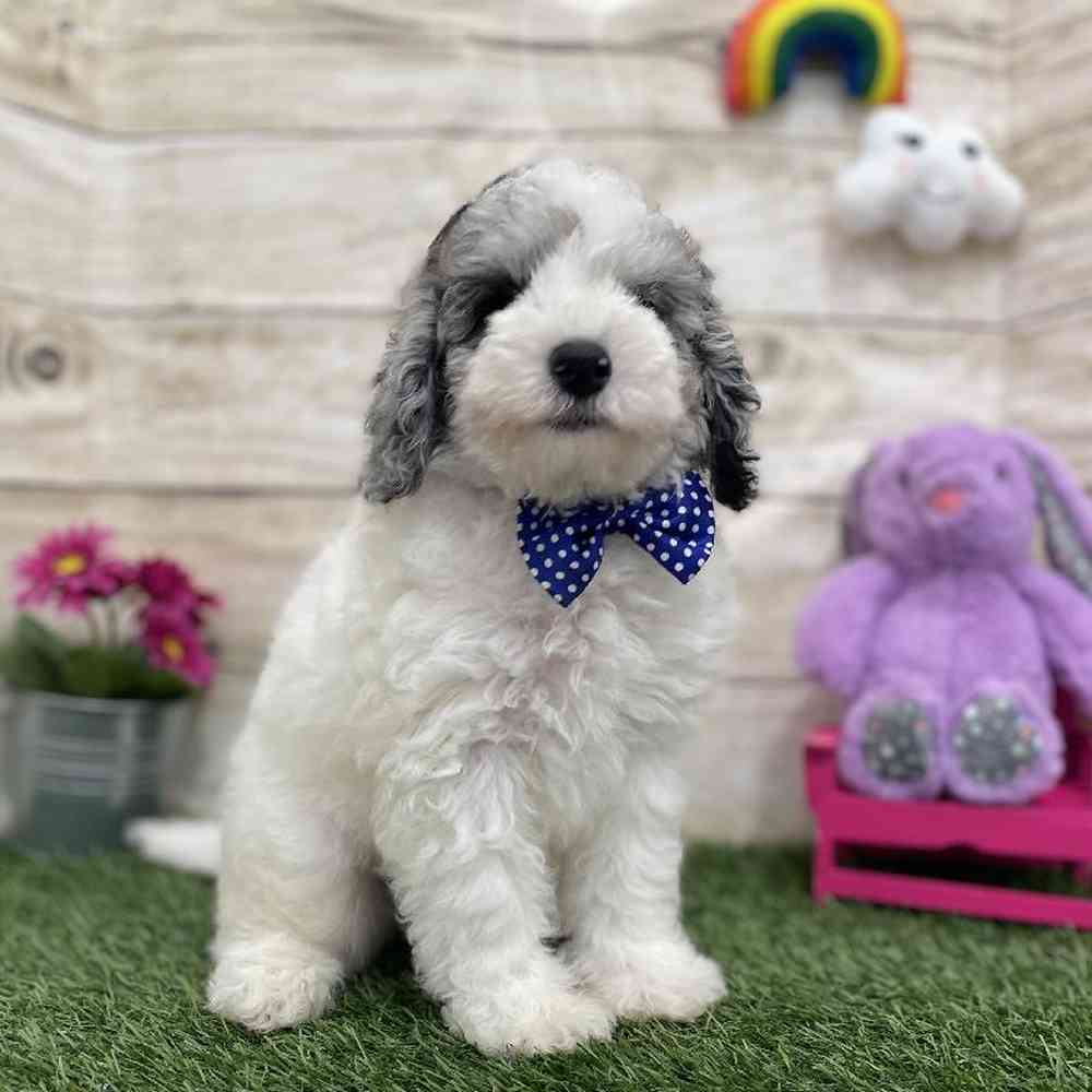 Male Mini Sheepadoodle 2nd Gen Puppy for Sale in Braintree, MA