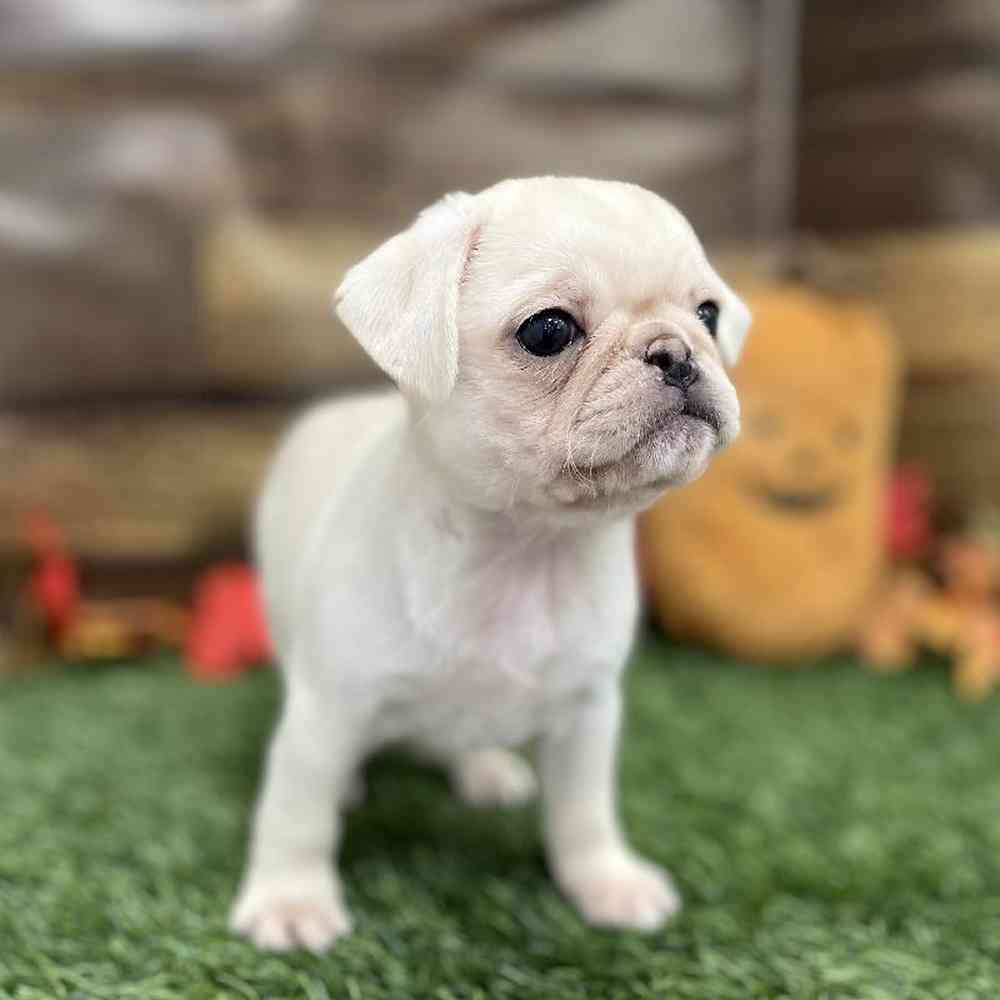 Female Pug Puppy for Sale in Braintree, MA