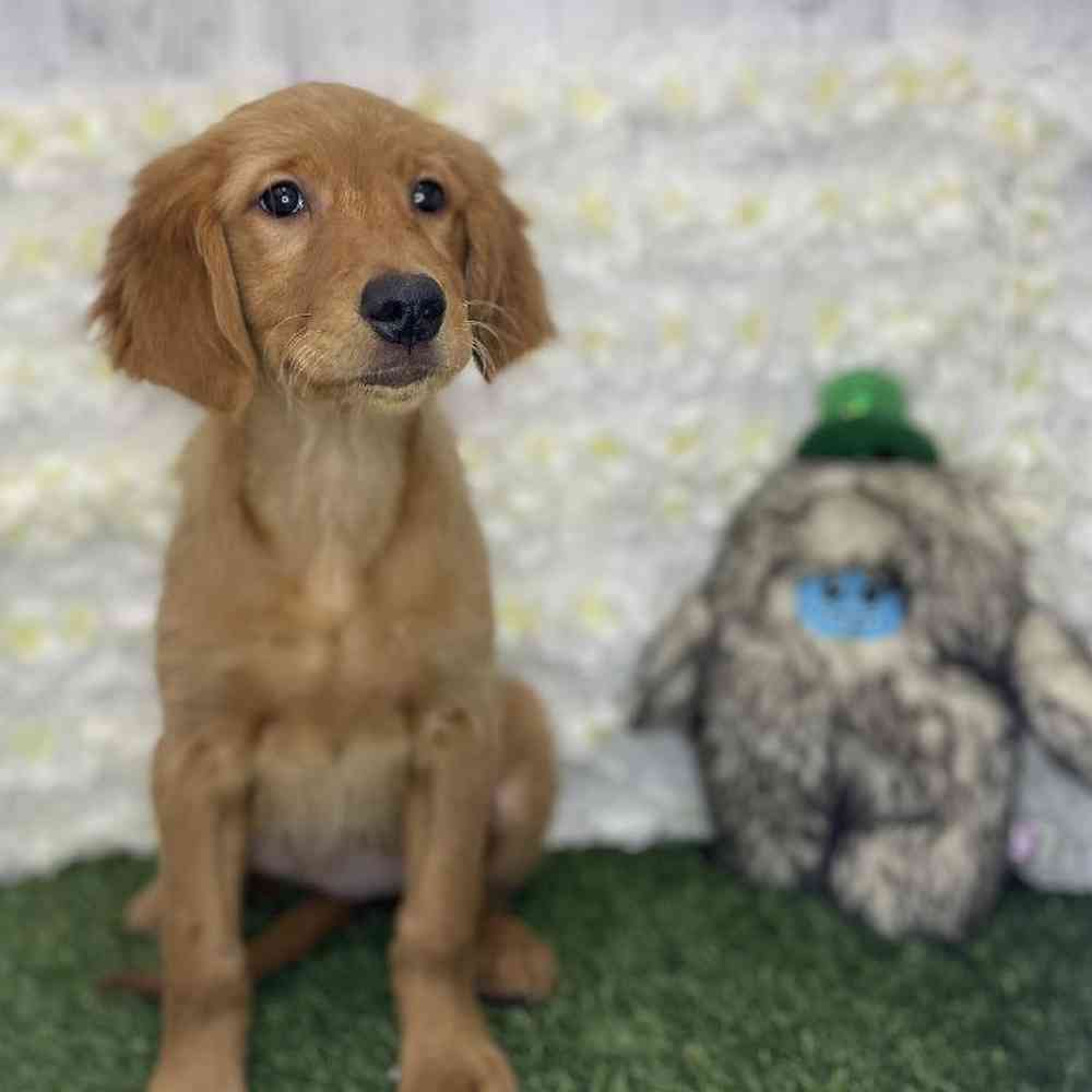 Female Golden Retriever Puppy for Sale in Braintree, MA