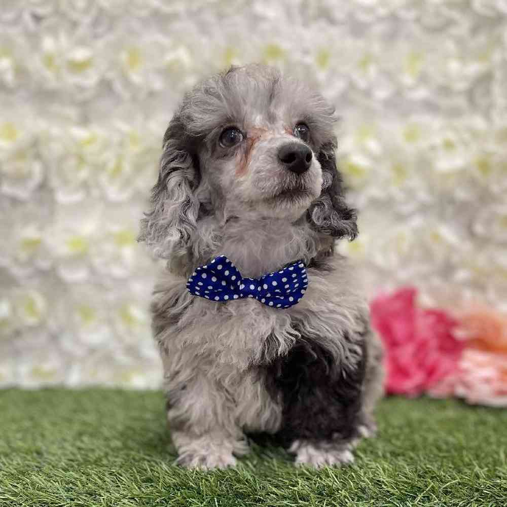 Male Poodle Toy Puppy for Sale in Braintree, MA