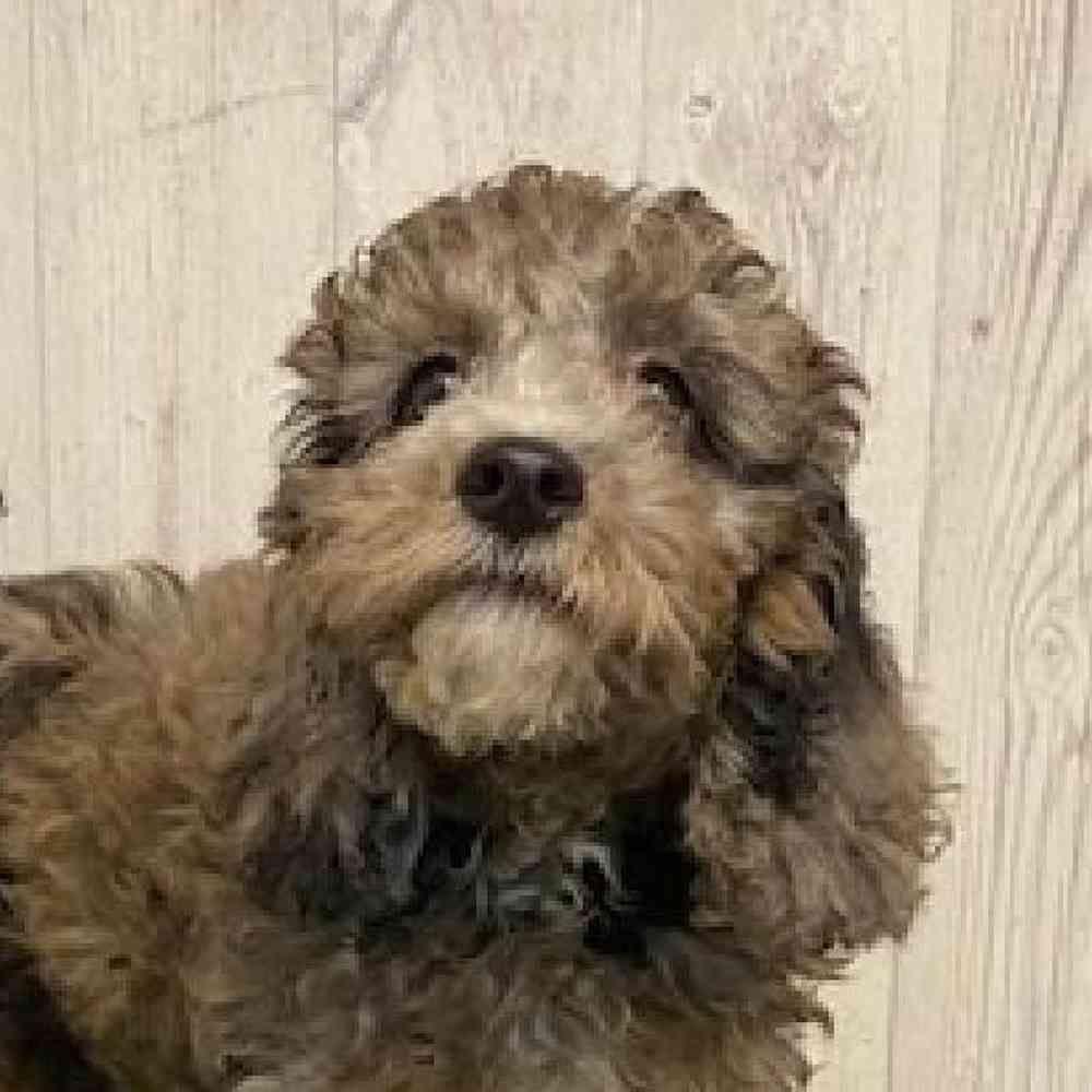 Female Cockapoo Puppy for sale