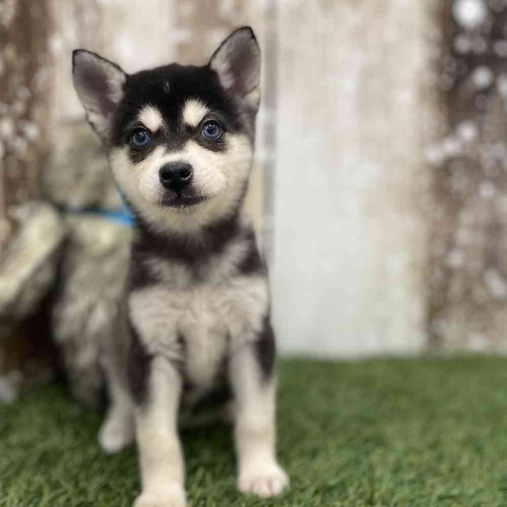 Female Alaskan Klee Kai Puppy for Sale in Braintree, MA