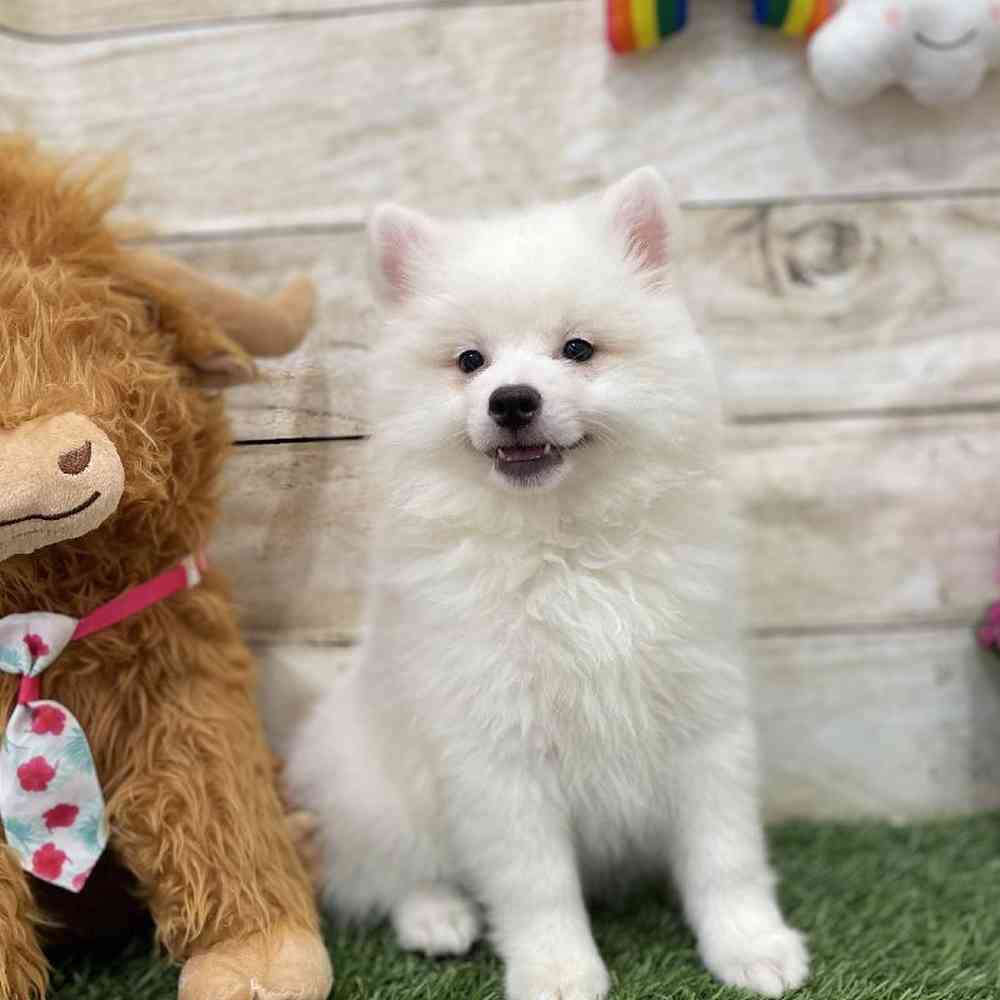Male American Eskimo Puppy for Sale in Braintree, MA