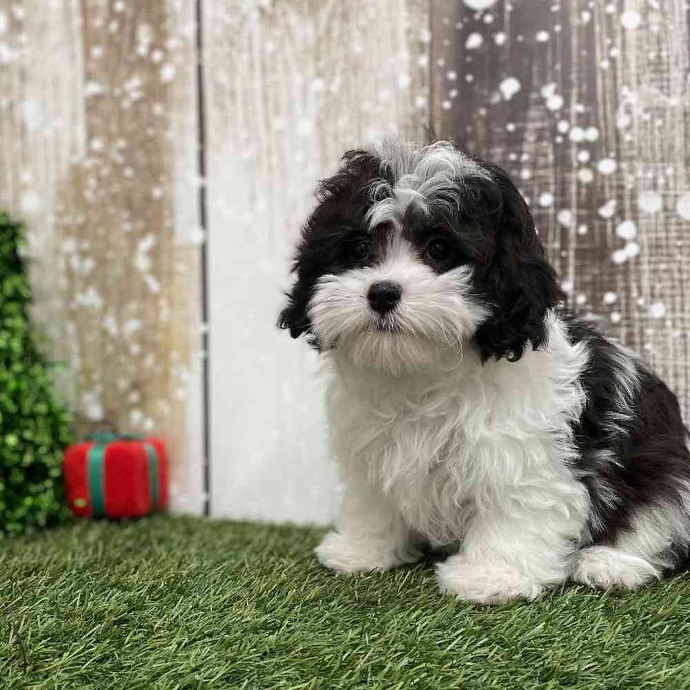 Female Shih-Poo Puppy for Sale in Braintree, MA