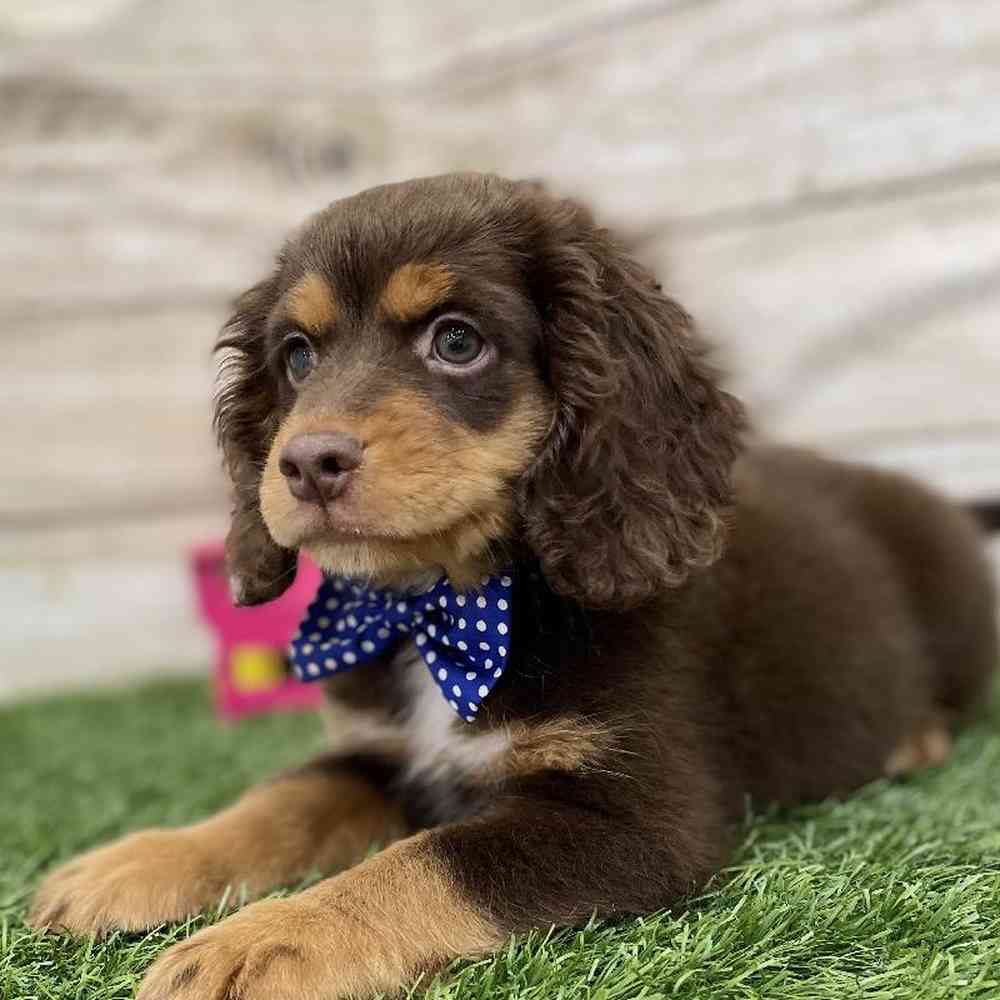 Male Cotralian (Mini Aussie/Cocker Spaniel) Puppy for Sale in Braintree, MA