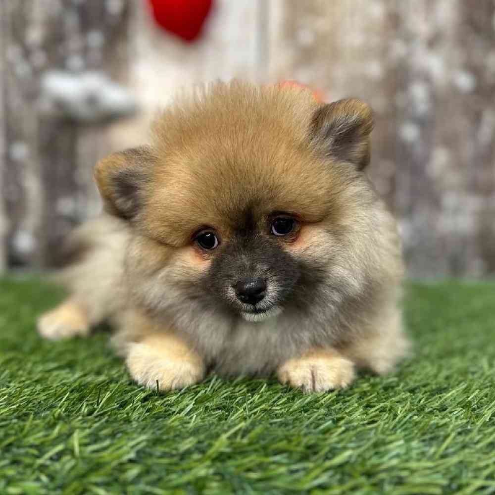 Male Pomeranian Puppy for Sale in Saugus, MA