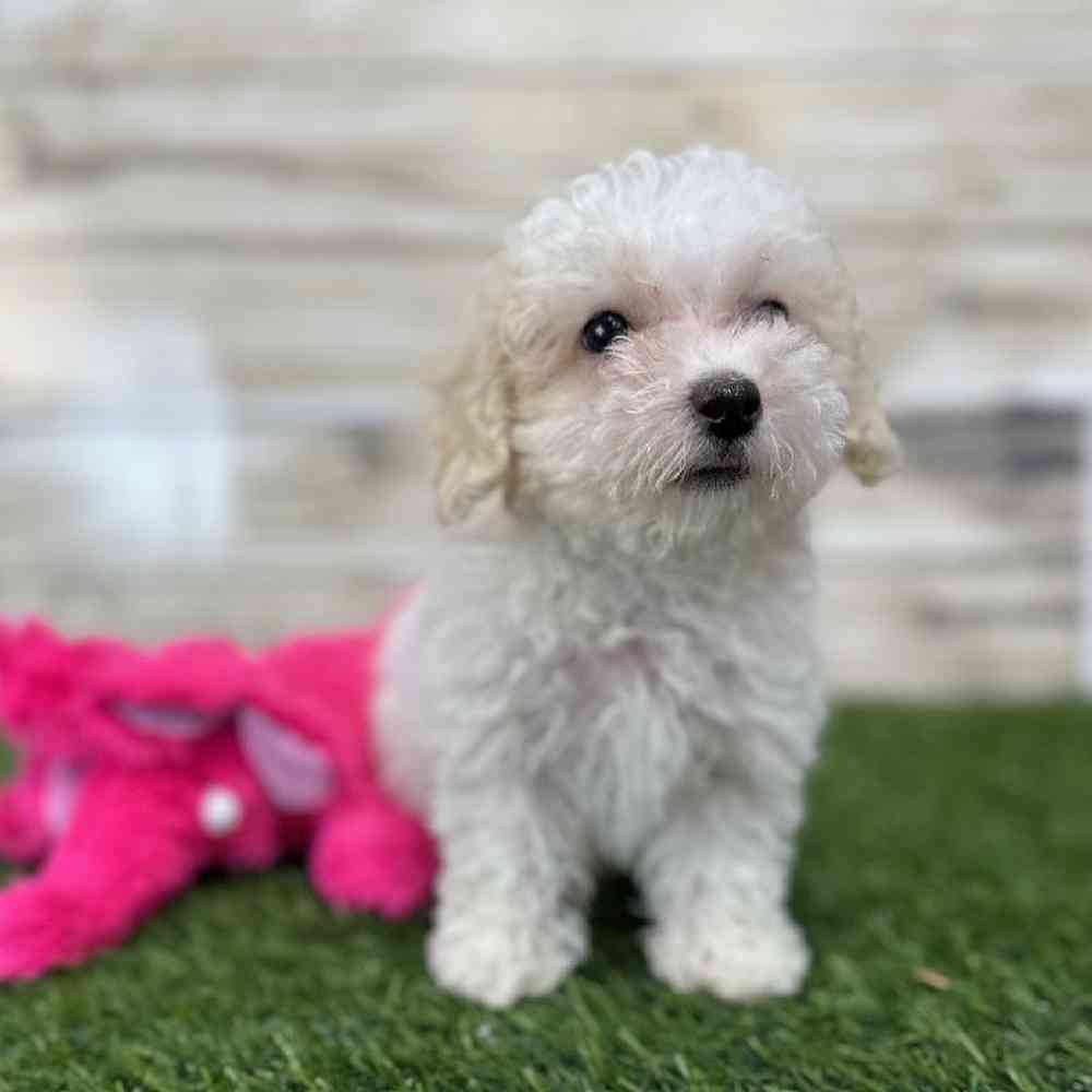 Female Poodle Toy Puppy for Sale in Saugus, MA