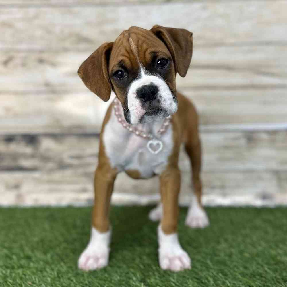 Female Boxer Puppy for Sale in Saugus, MA