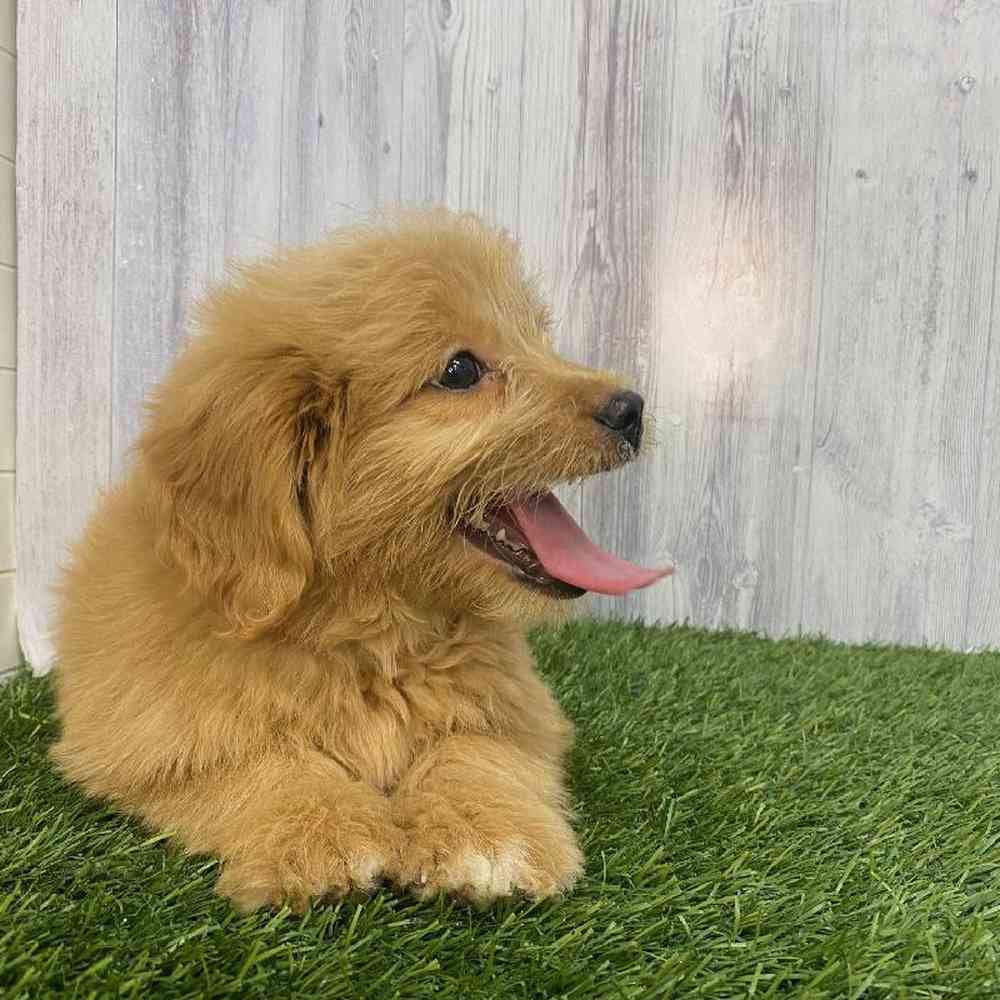 Female Mini Goldendoodle Puppy for Sale in Saugus, MA
