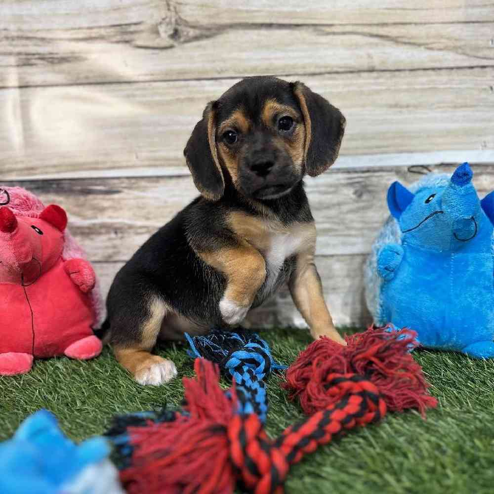 Male Puggle Puppy for Sale in Saugus, MA