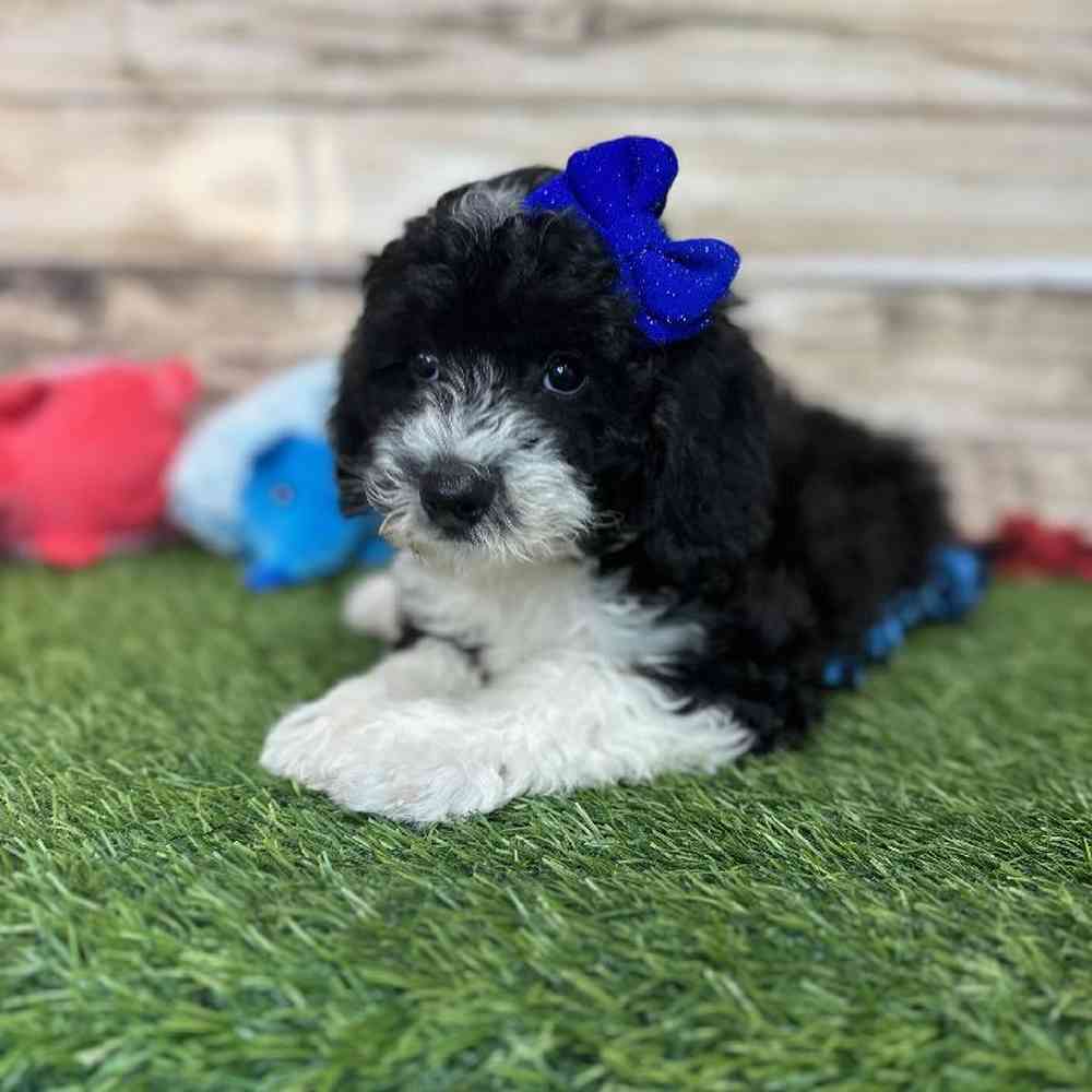 Female Mini Sheepadoodle 2nd Gen Puppy for Sale in Saugus, MA