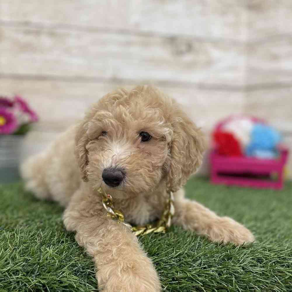 Male Mini Goldendoodle 2nd Gen Puppy for Sale in Braintree, MA