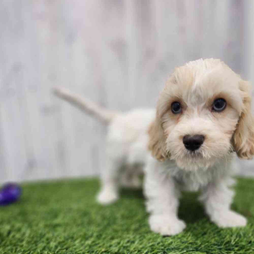Male Cavachon Puppy for Sale in Braintree, MA