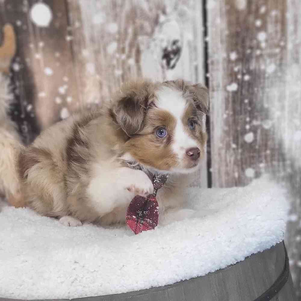 Male Australian Shepherd Puppy for Sale in Saugus, MA