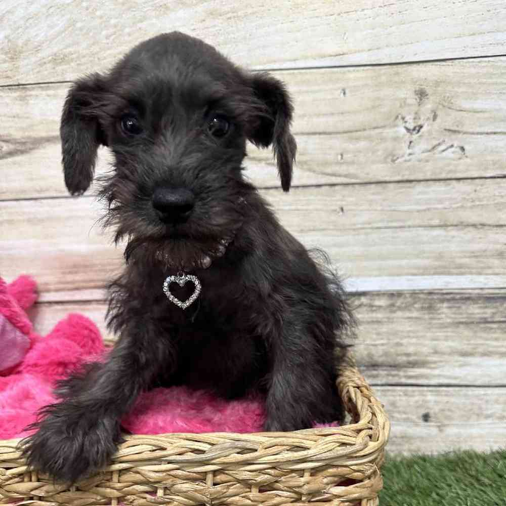 Female Miniature Schnauzer Puppy for Sale in Saugus, MA
