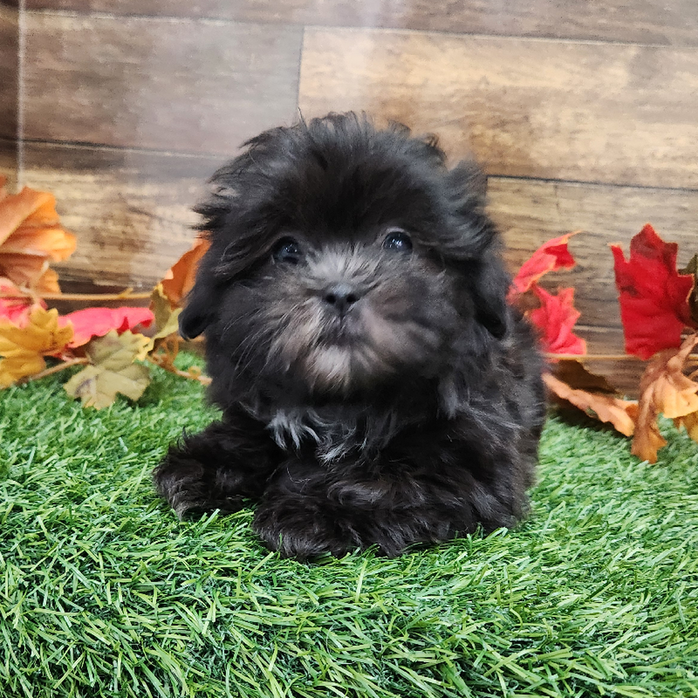 Female Malshi Puppy for Sale in Braintree, MA