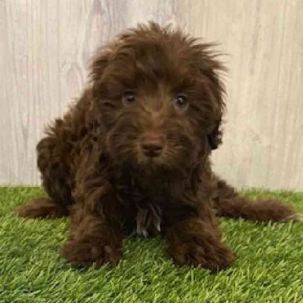 Female Mini Labradoodle Puppy for sale