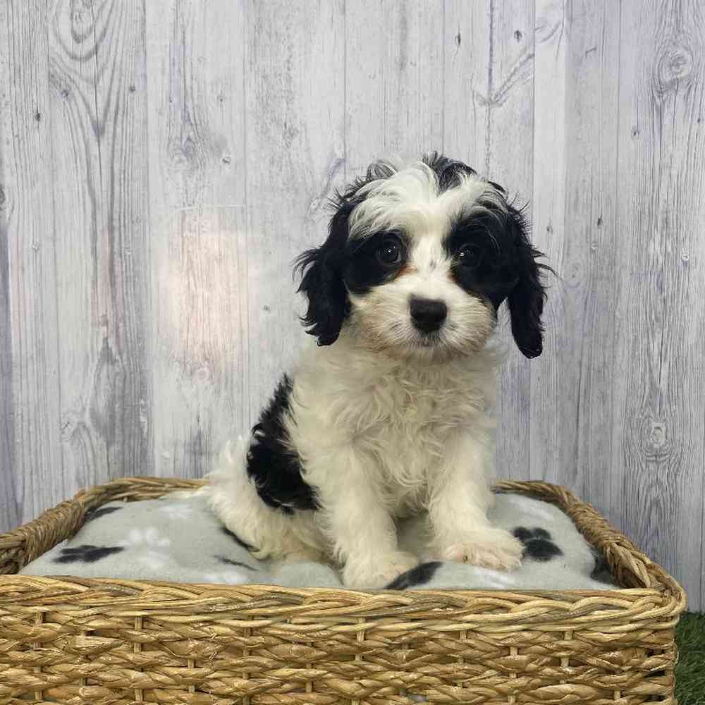 Male Cavapoo Puppy for Sale in Saugus, MA