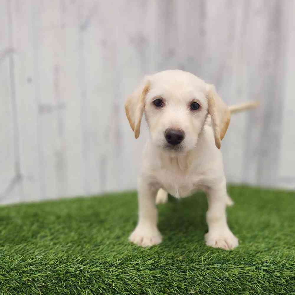 Male Mini Labradoodle Puppy for Sale in Braintree, MA