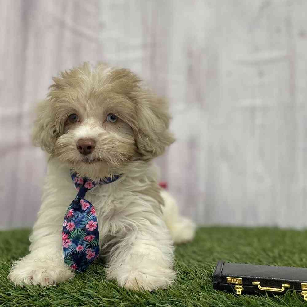 Male Havapoo Puppy for Sale in Braintree, MA