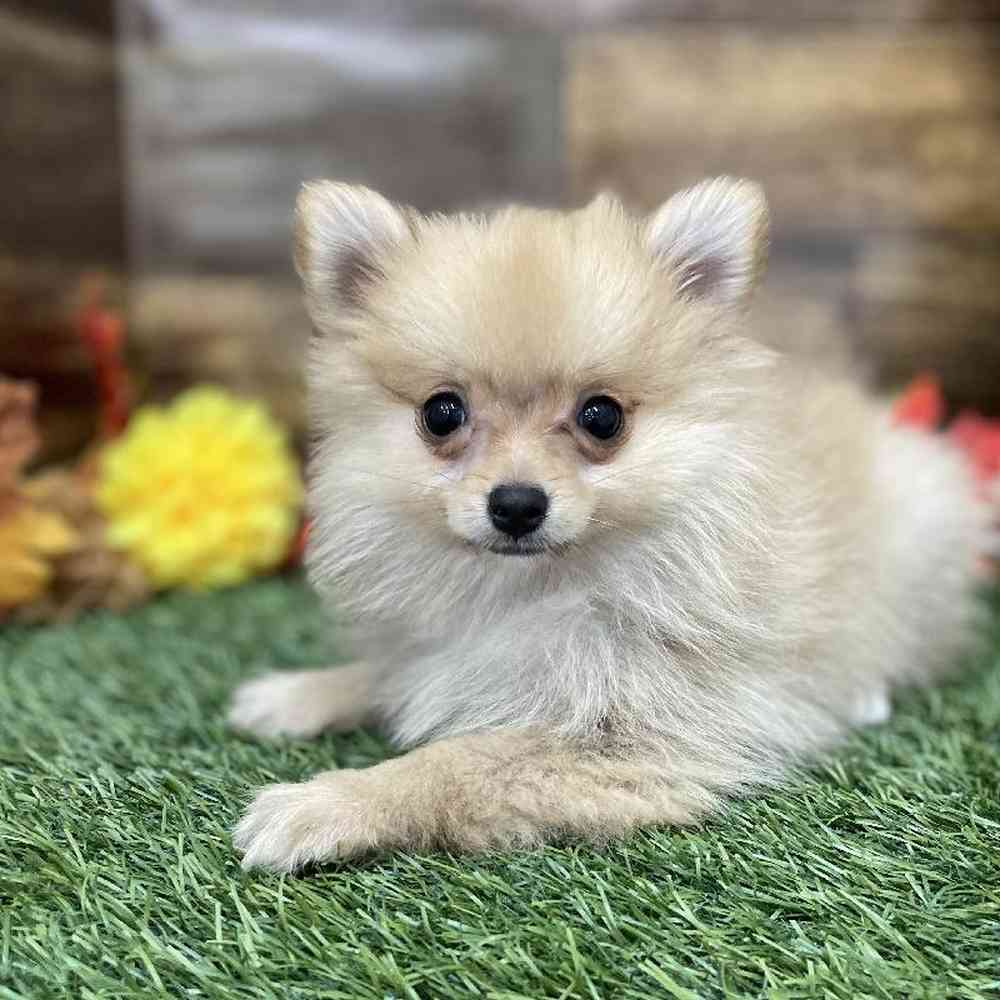 Female Pomeranian Puppy for Sale in Braintree, MA