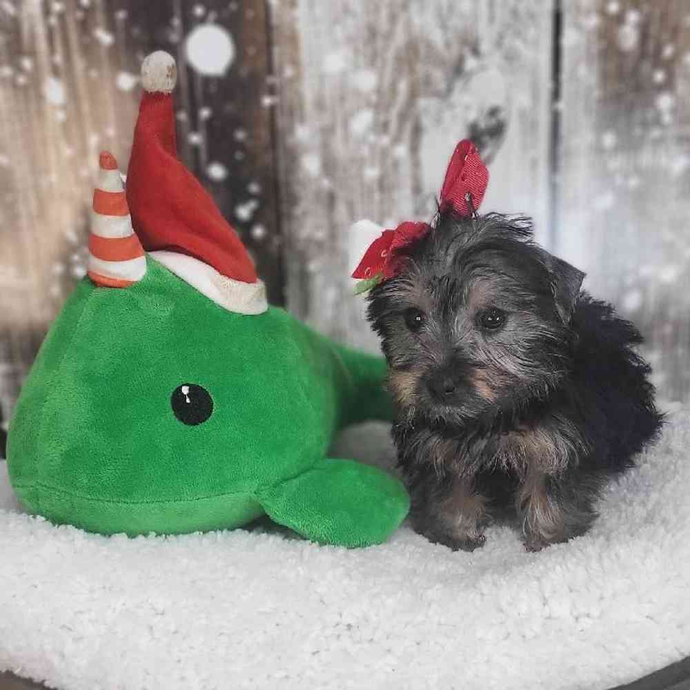 Female Silky Terrier Puppy for Sale in Saugus, MA