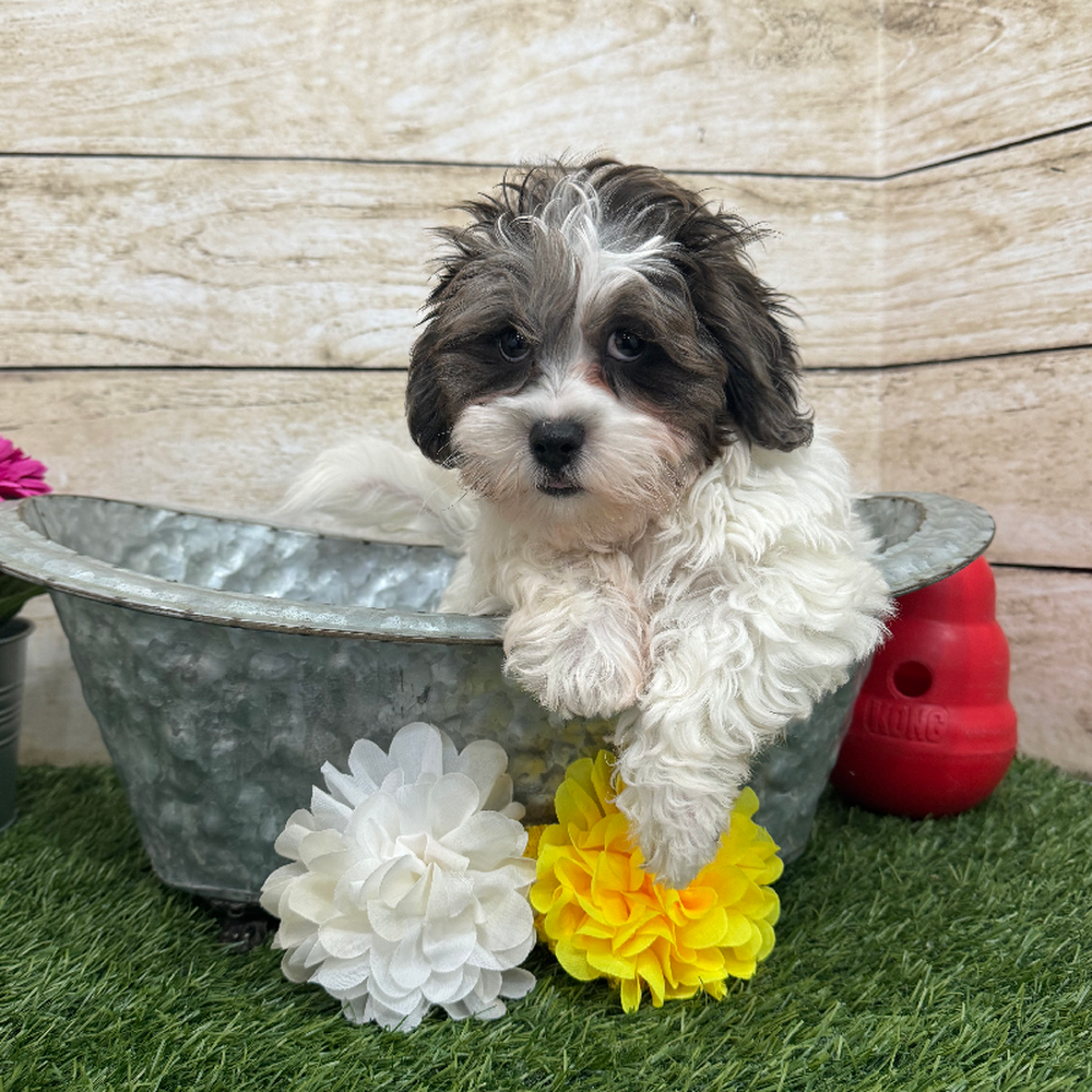 Male Shih-Poo Puppy for Sale in Braintree, MA