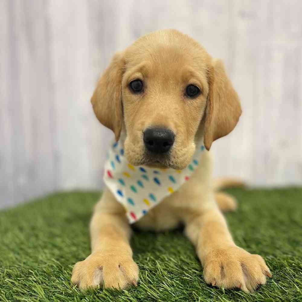 Male Labrador Retriever Puppy for Sale in Saugus, MA