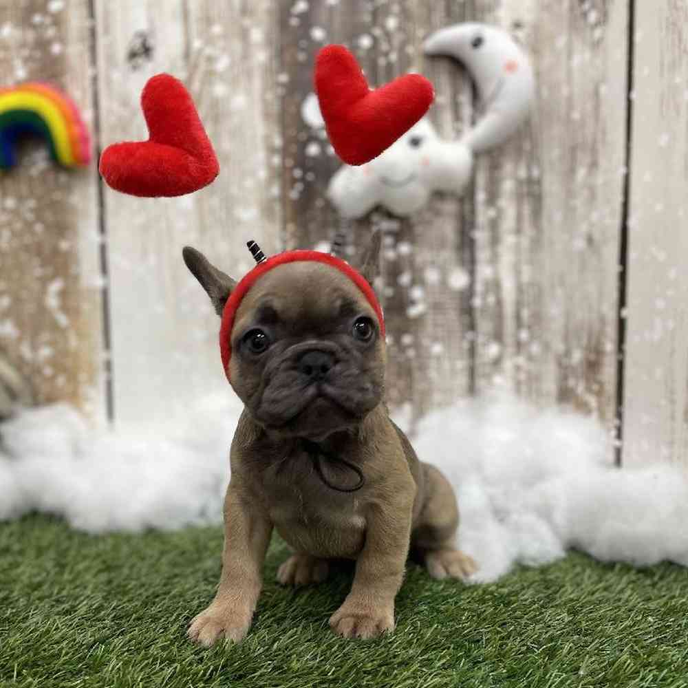 Female French Bulldog Puppy for Sale in Braintree, MA