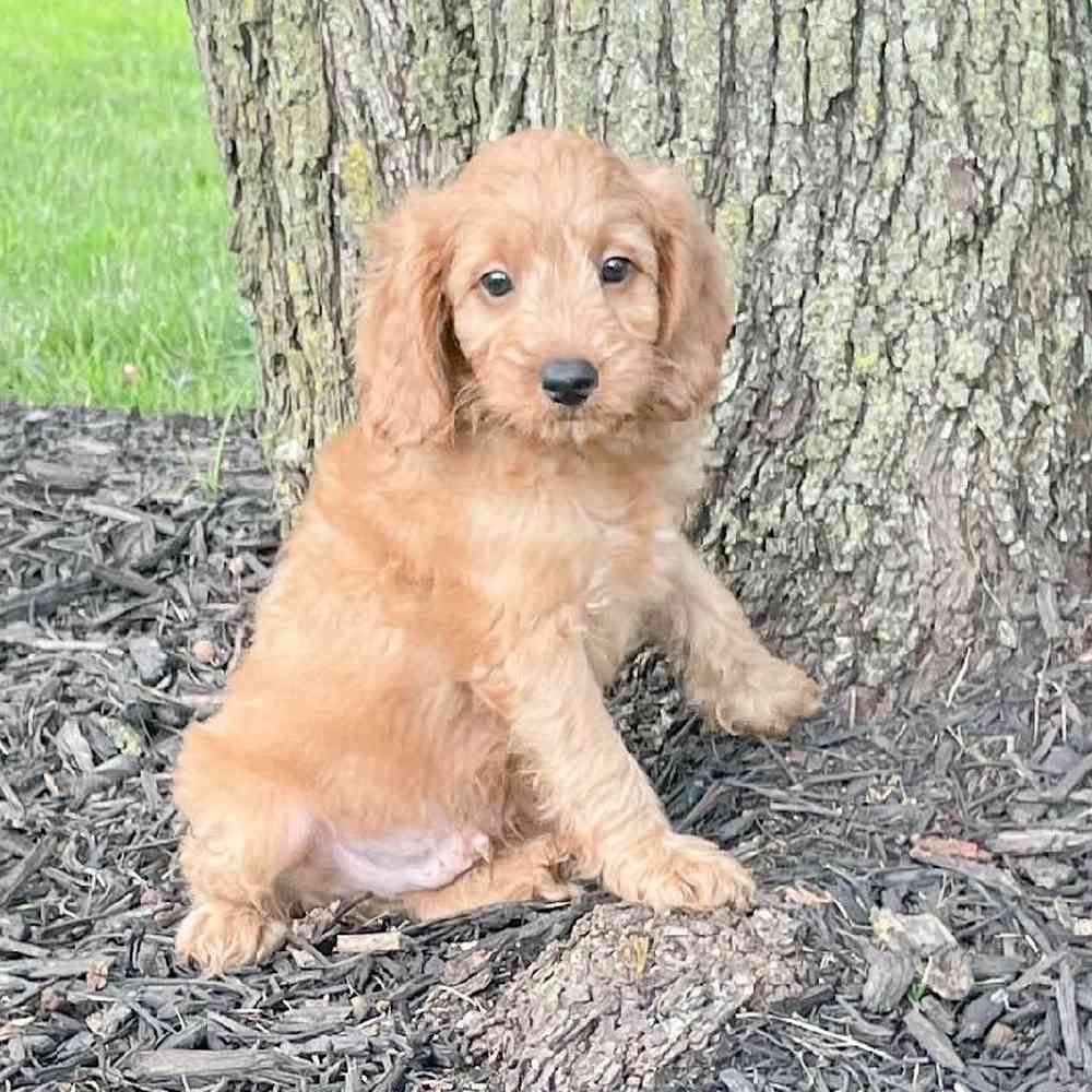 mini-goldendoodle-barrett-4841587787509796.jpg